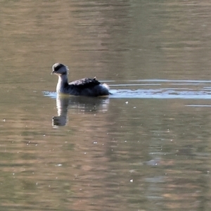 Poliocephalus poliocephalus at Belvoir Park - 26 Apr 2024 09:33 AM