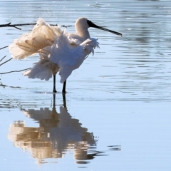 Platalea regia (Royal Spoonbill) at Wodonga, VIC - 25 Apr 2024 by KylieWaldon