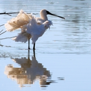 Platalea regia (Royal Spoonbill) at Belvoir Park by KylieWaldon