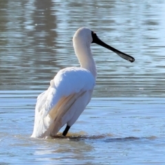 Platalea regia at Belvoir Park - 26 Apr 2024 09:31 AM