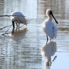 Platalea regia at Belvoir Park - 26 Apr 2024 09:31 AM