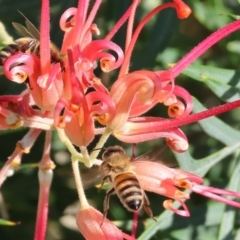 Apis mellifera (European honey bee) at Belvoir Park - 25 Apr 2024 by KylieWaldon