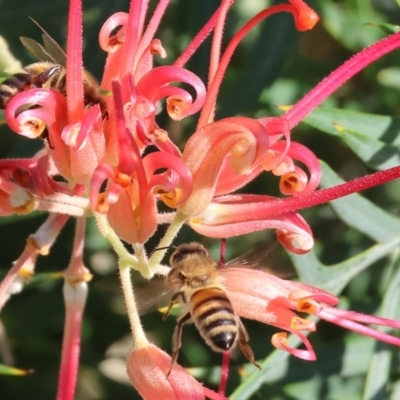 Unidentified Bee (Hymenoptera, Apiformes) at Belvoir Park - 25 Apr 2024 by KylieWaldon