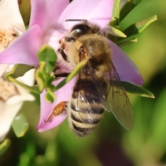 Apis mellifera at Belvoir Park - 26 Apr 2024 09:42 AM