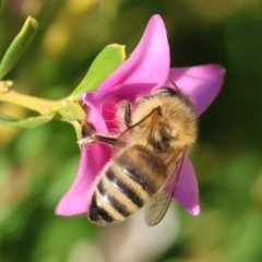 Apis mellifera at Belvoir Park - 26 Apr 2024 09:42 AM