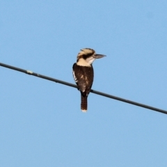 Dacelo novaeguineae (Laughing Kookaburra) at Wodonga, VIC - 25 Apr 2024 by KylieWaldon