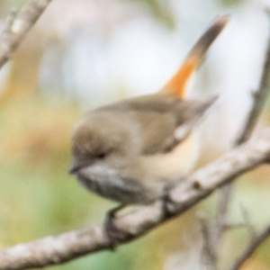 Acanthiza apicalis at Dandry, NSW - 11 Aug 2022 10:46 AM