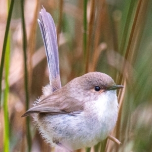 Malurus cyaneus at Dandry, NSW - 11 Aug 2022