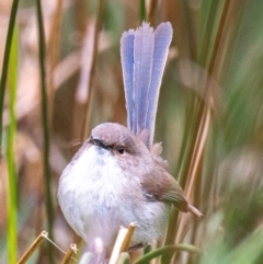 Malurus cyaneus at Dandry, NSW - 11 Aug 2022