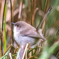 Malurus cyaneus at Dandry, NSW - 11 Aug 2022