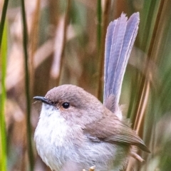 Malurus cyaneus at Dandry, NSW - 11 Aug 2022