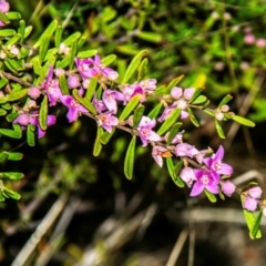 Boronia glabra at Dandry, NSW - 11 Aug 2022 by Petesteamer