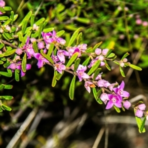 Boronia glabra at Dandry, NSW - 11 Aug 2022 09:40 AM