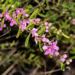 Boronia glabra at Dandry, NSW - 11 Aug 2022 09:40 AM