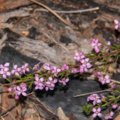 Boronia sp. at Dandry, NSW - 10 Aug 2022 by Petesteamer