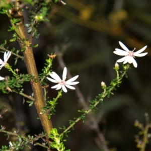 Olearia microphylla at Dandry, NSW - 11 Aug 2022 09:46 AM