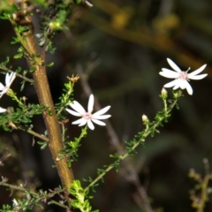 Unidentified Other Wildflower or Herb at Dandry, NSW - 10 Aug 2022 by Petesteamer