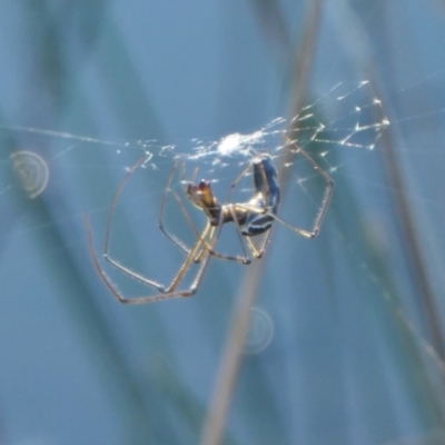 Tetragnatha demissa at Yass River, NSW - 26 Apr 2024 by SenexRugosus