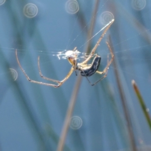 Tetragnatha demissa at Rugosa - 26 Apr 2024