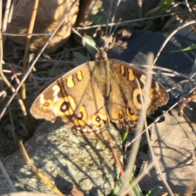 Junonia villida (Meadow Argus) at Yass River, NSW - 26 Apr 2024 by SenexRugosus