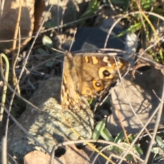 Junonia villida at Rugosa - 26 Apr 2024 05:21 PM