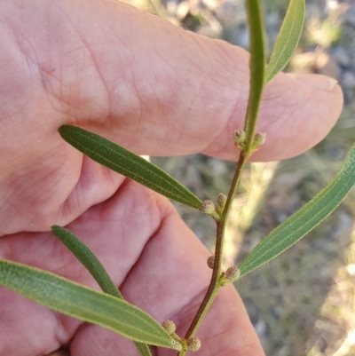 Acacia verniciflua (Varnish Wattle) at Rugosa - 26 Apr 2024 by SenexRugosus