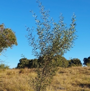 Acacia verniciflua at Rugosa - 26 Apr 2024