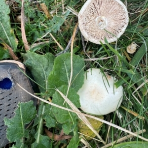 Leucoagaricus sp. at Mount Majura - 27 Apr 2024