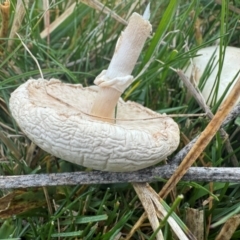 Leucoagaricus sp. at Mount Majura - 27 Apr 2024