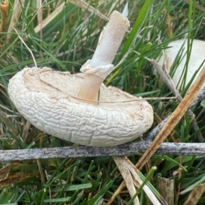 Leucoagaricus sp. at Mount Majura - 27 Apr 2024