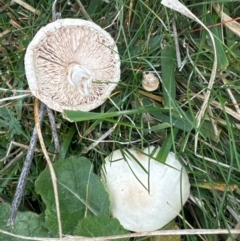 Leucoagaricus sp. at Mount Majura - 27 Apr 2024 08:53 AM