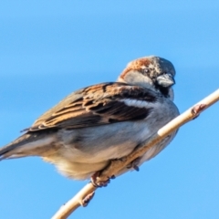 Passer domesticus (House Sparrow) at Donald, VIC - 20 Jul 2022 by Petesteamer