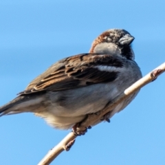 Passer domesticus at Donald, VIC - 20 Jul 2022