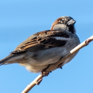 Passer domesticus at Donald, VIC - 20 Jul 2022 04:58 PM