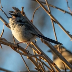 Malurus cyaneus at Donald, VIC - 20 Jul 2022 05:48 PM