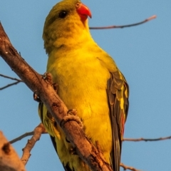 Polytelis anthopeplus (Regent Parrot) at Birchip, VIC - 21 Jul 2022 by Petesteamer