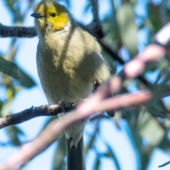 Ptilotula penicillata (White-plumed Honeyeater) at Sea Lake, VIC - 21 Jul 2022 by Petesteamer