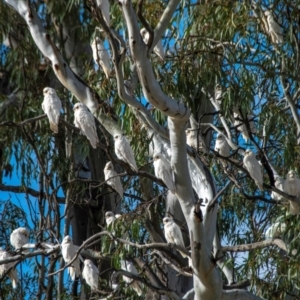 Cacatua sanguinea at Manangatang, VIC - 21 Jul 2022