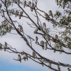 Cacatua sanguinea at Manangatang, VIC - 21 Jul 2022