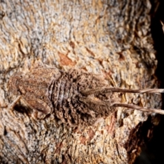 Platybrachys sp. (genus) (A gum hopper) at Page, ACT - 7 Oct 2023 by Cristy1676