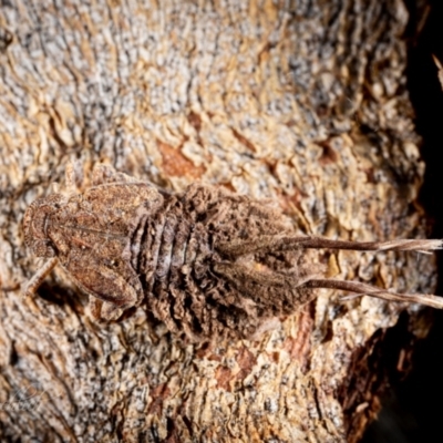 Platybrachys sp. (genus) (A gum hopper) at Page, ACT - 7 Oct 2023 by Cristy1676