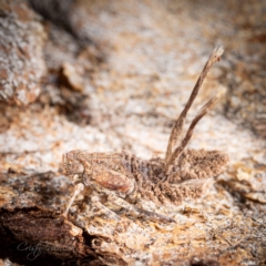 Platybrachys sp. (genus) at Page, ACT - 7 Oct 2023