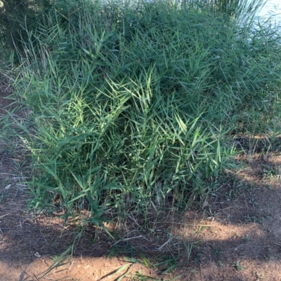 Phragmites australis (Common Reed) at Isabella Plains, ACT - 22 Apr 2024 by MattS