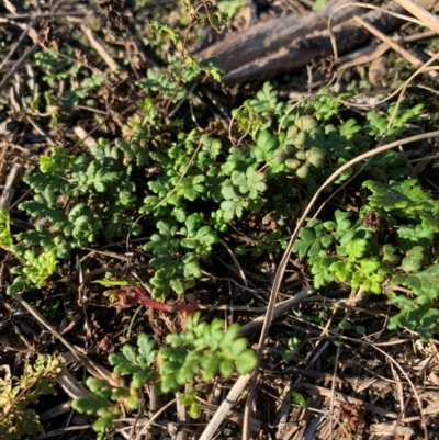 Cheilanthes sieberi (Rock Fern) at Gordon, ACT - 13 Apr 2024 by MattS