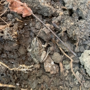 Limnodynastes tasmaniensis at Isabella Plains, ACT - suppressed