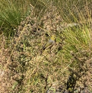 Zosterops lateralis at Upper Stranger Pond - 22 Apr 2024