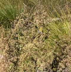 Zosterops lateralis at Isabella Plains, ACT - 22 Apr 2024 by MattS