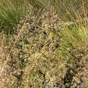 Zosterops lateralis (Silvereye) at suppressed by MattS