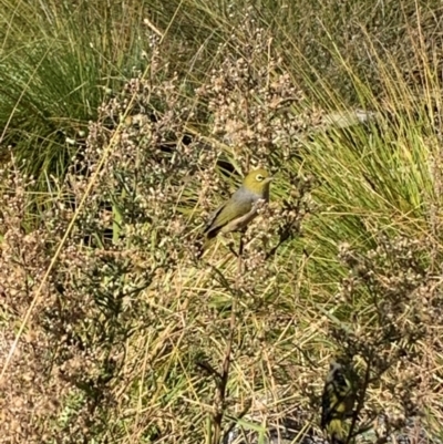 Zosterops lateralis at Isabella Plains, ACT - 22 Apr 2024 by MattS