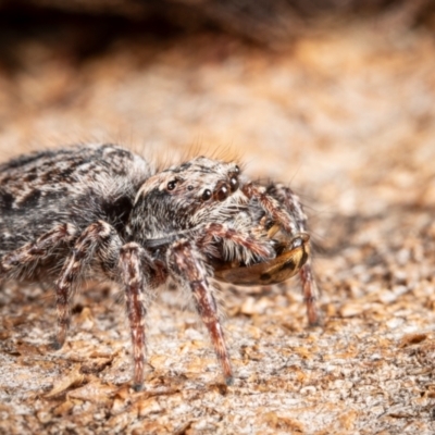 Unidentified Jumping or peacock spider (Salticidae) at Page, ACT - 7 Oct 2023 by Cristy1676